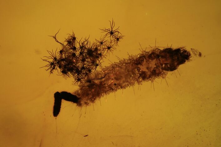 Beetle (Coleoptera) Larva with Coprolite & Oak Hair In Baltic Amber #102759